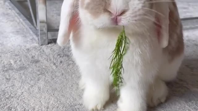 Some bunny asmr to brighten your Monday 🐰💜