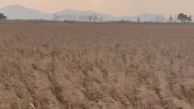 wetland reed field