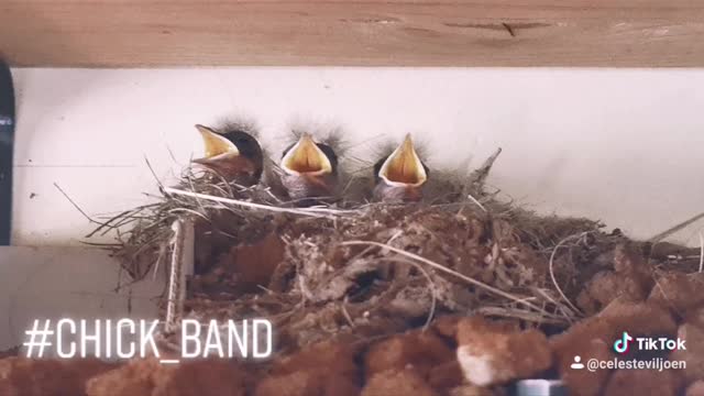 cutest little birds you will see today