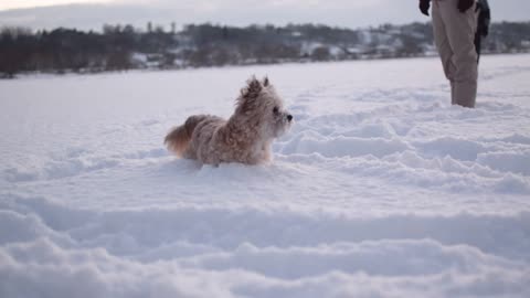 The World's Most Patient Dog. Ohh nice dog.