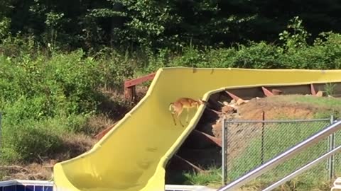 deer is slipping off a slide