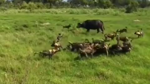 WILD ANIMALS HUNTING PREY COMPILATION RELAX FOR LIFE ​​​#26