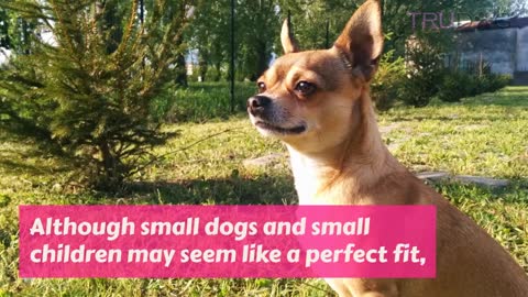 The Ultimate Guide to Caring For The Chihuahua Dog