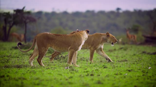 Pair of Lionesses Walking Together Nice