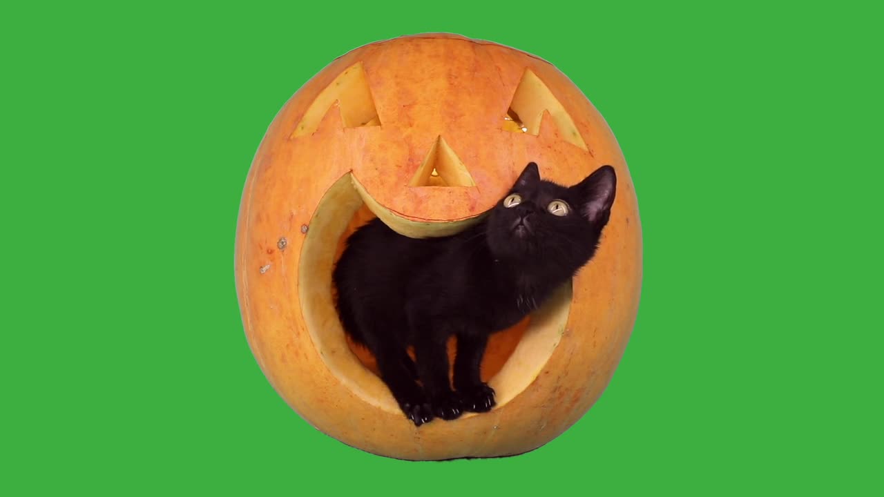 HALLOWEEN CAT
