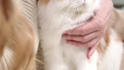 "Pure Bliss: The Ultimate Cuteness of Cat Cuddles"