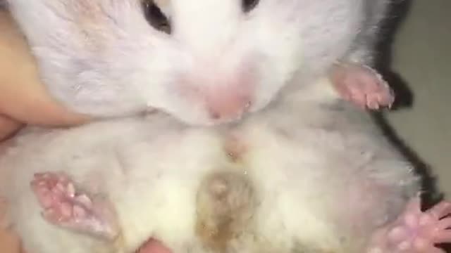 Hamster swallows bunch of grapes