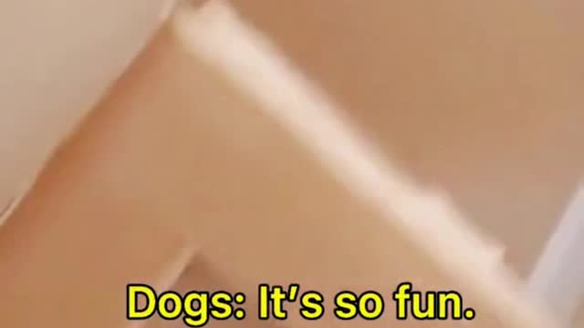 Dog Scares Cats