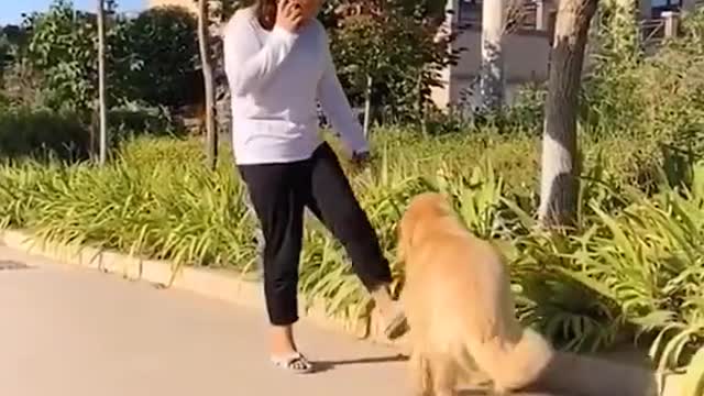 You Must Watch This - Don't Treat To Dog Like Shit