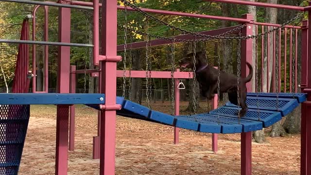 Dog Scoots Down Swirly Slide