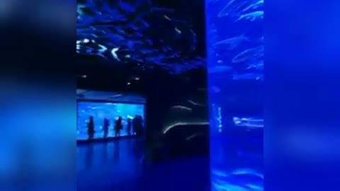 LARGEST AND MOST LUXURIOUS PREDATOR AQUARIUM