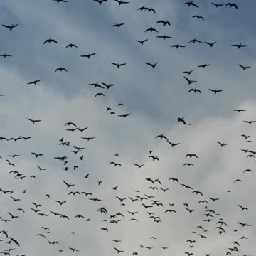 Giant Flock of Geese Flying Near The Highway