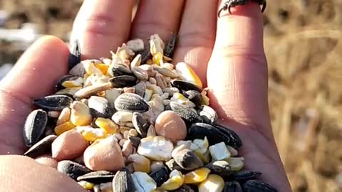 human friendly bird eating feed l birds video
