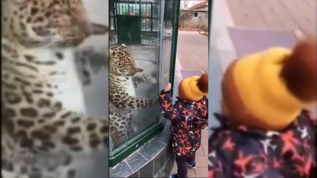 Big cats at war with themselves