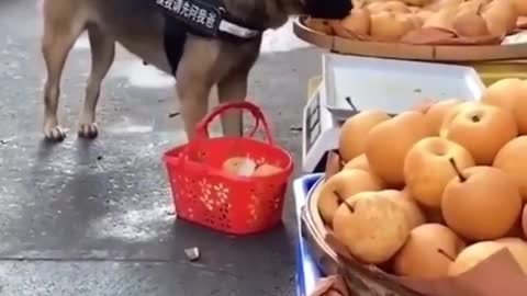 Baby Dogs - Funniest and Cutest Labrador Puppies | Dog Bath Best Funny Animals
