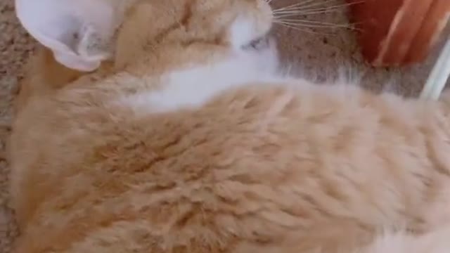 Cute and Funny Cat Videos Compilation - PART 106