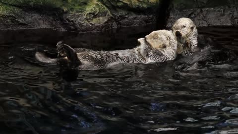 beautiful otters enjoying the water