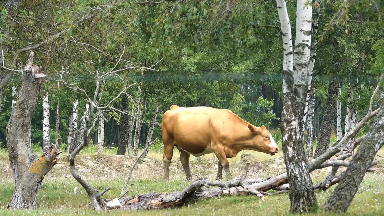 Rural summer landscape, Sweden. Cow eating green grass