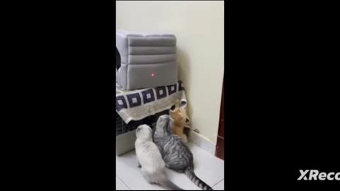 Funny animal moments that made you laugh