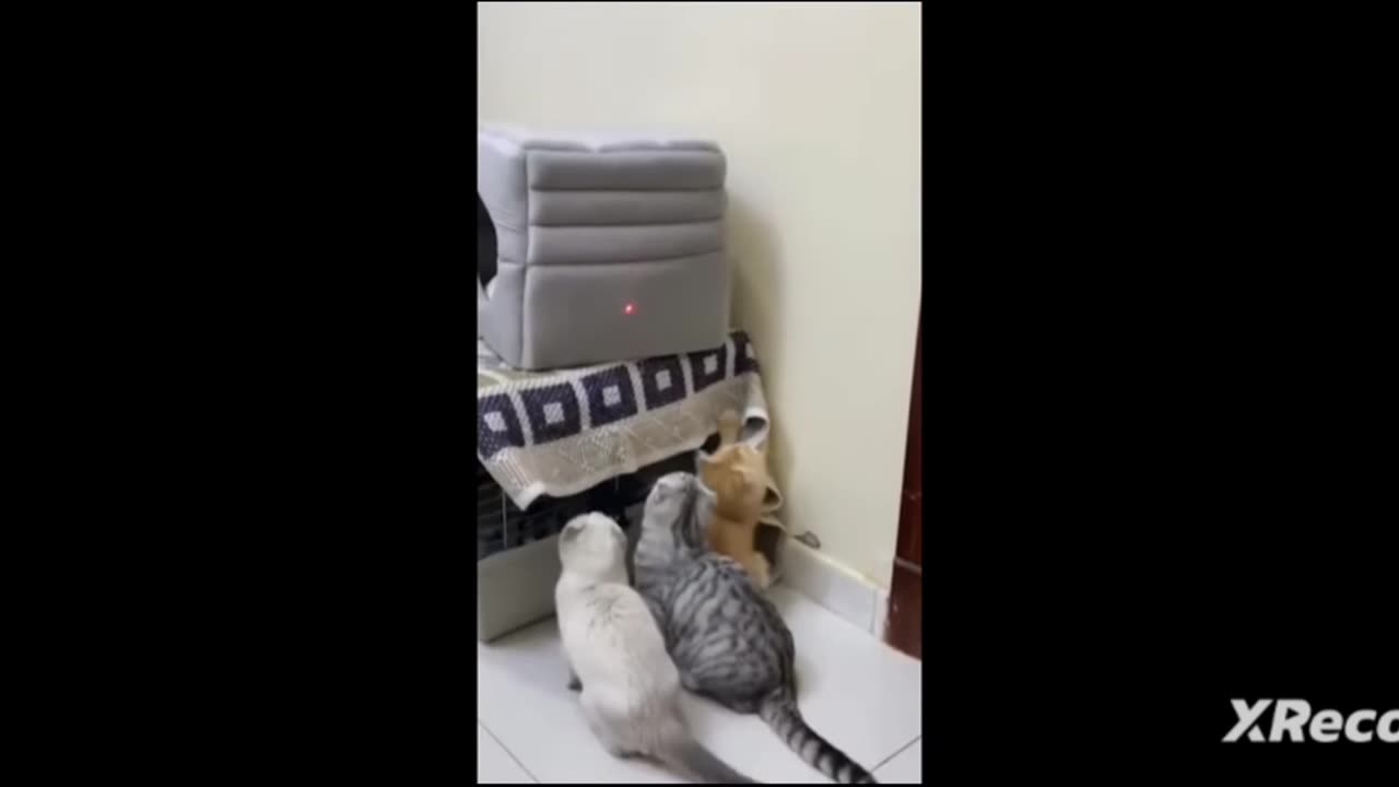 Funny animal moments that made you laugh