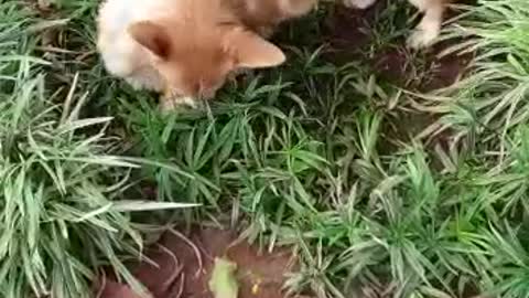 Golden Retriever and Corgi Puppy Playing