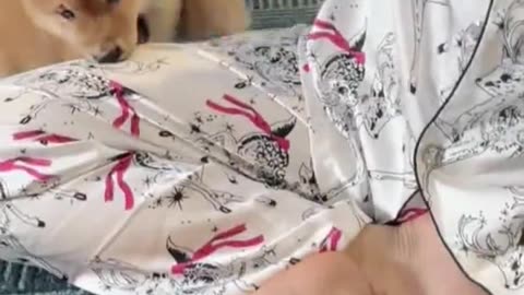 Ultimate Dogs & Cats Video 🐈🐕Dynamic Funny Animal Compilation 😂😂