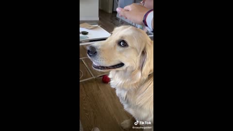 Reaction to food cats and dog video / funny moments animals