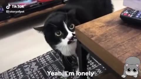 Funny Cats Communicating Like Humans