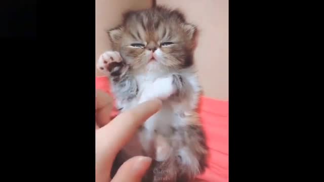 ANIMALS CUTS! CUTS BABY ANIMALS VIDEOS