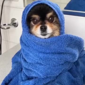 he’s happy to be a💫clean💫dog