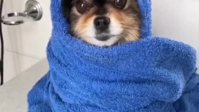 he’s happy to be a💫clean💫dog