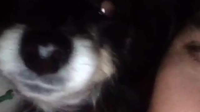 Boy in bed with his black dog