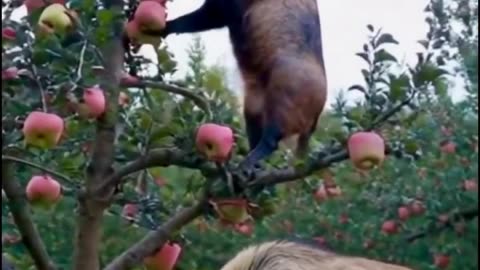 Pig casually eating apples in a tree