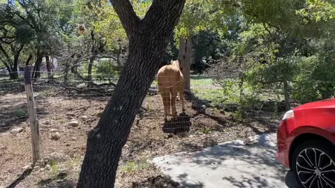 Beautiful horse in San Antonio Texas