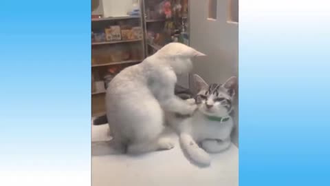 VIDEO OF FUNNY AND CRAZY CATS