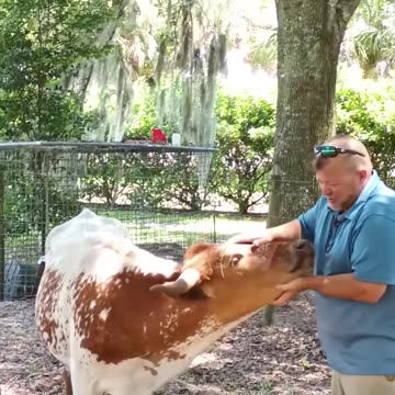 🐄 June the 650 Pound Cow LUVS to be Petted! 🤠