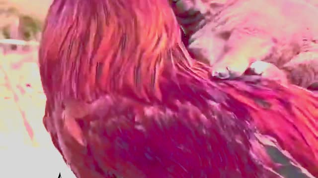 qute Sdog with ππ£ππ£hen dog fπunny video | hen funny video | very funny video | ππdog comedy video