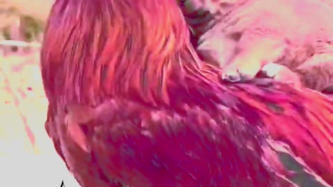 qute Sdog with 🐔🐣🐔🐣hen dog f🐕unny video | hen funny video | very funny video | 🐕🐕dog comedy video
