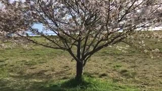 Stand in the park, corbettreport