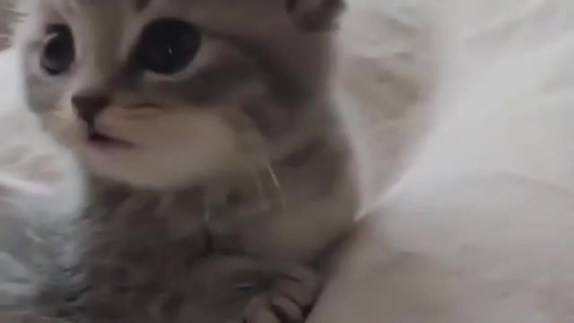 Funny Cats and Kittens Meowing Compilation 2021