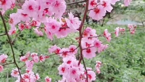 Plum blossoms are red