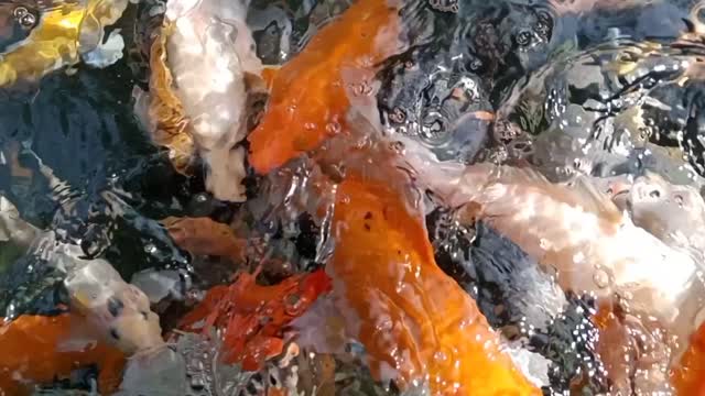 Koi fish in japan