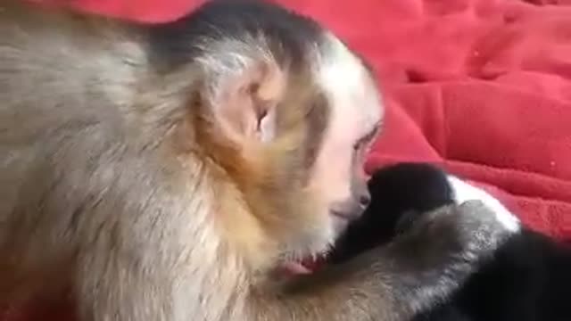 Monkey Meets Adorable Puppies For The First Time