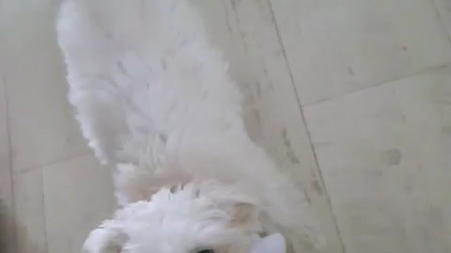 Puppy playing tug