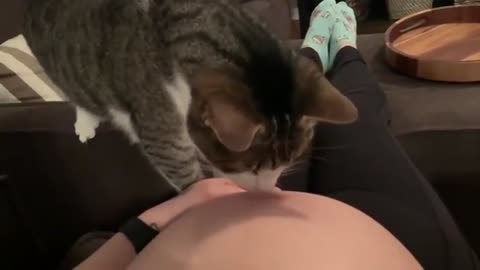 cat just realized it's owner is pregnant