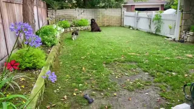 Newfie and Cavalier have cutest training session