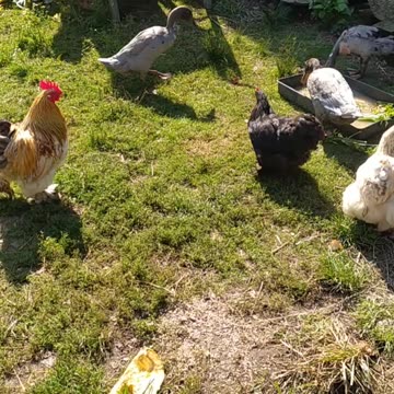 Happy farm day, Nemo, Veni, Vidi, Vici