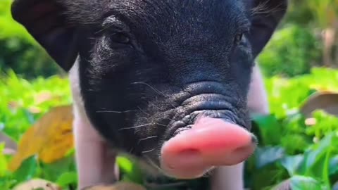 A little black pig