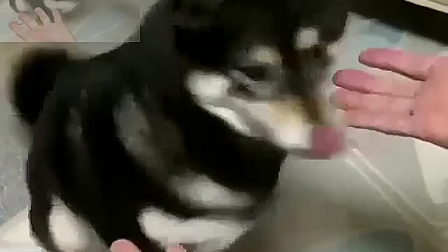 disappear