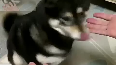 disappear